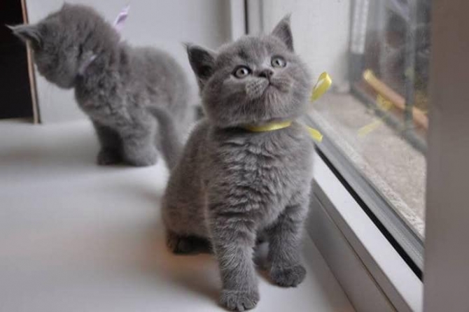 Stunning Pedigree British Shorthair Kittens